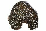 Polished Sericho Pallasite Meteorite ( g) Slice - Kenya #310393-1